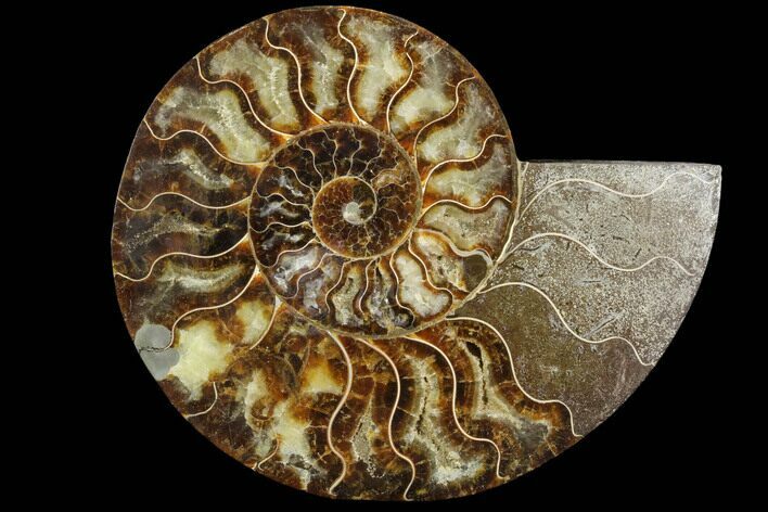 Agatized Ammonite Fossil (Half) - Agatized #91192